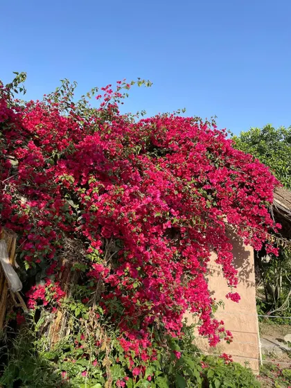 A magnificent Bougainvillea bush in full bloom. This is a perfect example of a sun-loving plant that provides incredible color and impact.