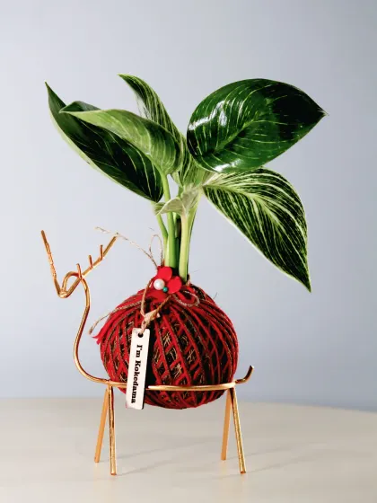 This isn't just a plant, it's a piece of art. My Kokedama, featuring a Philodendron Birkin in a festive reindeer stand, is a unique and stylish gift that purifies the air and adds a minimalist charm to any desk or shelf.