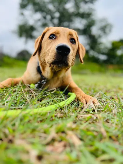 This is Lyka, a 6-month-old Labrador puppy, looking up with curious eyes while lying in the grass. She was surrendered by her owners and is now looking for a new family to love.