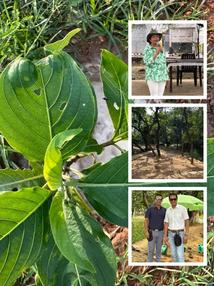 A collage highlighting the details of our eco-restoration drive, from a close-up of a healthy native leaf to our experts briefing the teams.