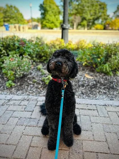 Ozzie, a sweet but formerly unconfident boy, sitting calmly on a public walkway. Obedience training is a powerful tool for building a dog's self-esteem.