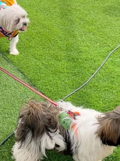Two stylish Shih Tzus enjoying the green grass at our event. I ensure there's plenty of safe, open space for pets to walk, play, and show off their outfits.