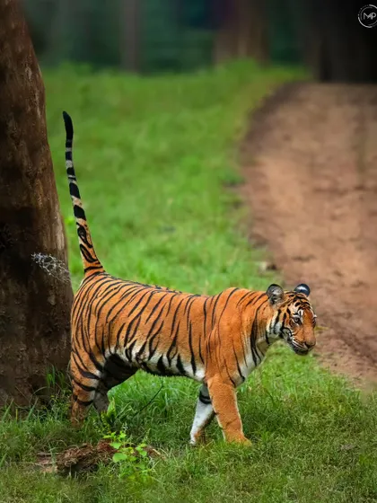 A tigress in the act of scent marking, her tail held high. This is a classic and crucial tiger behavior, communicating her presence to others in the forest.