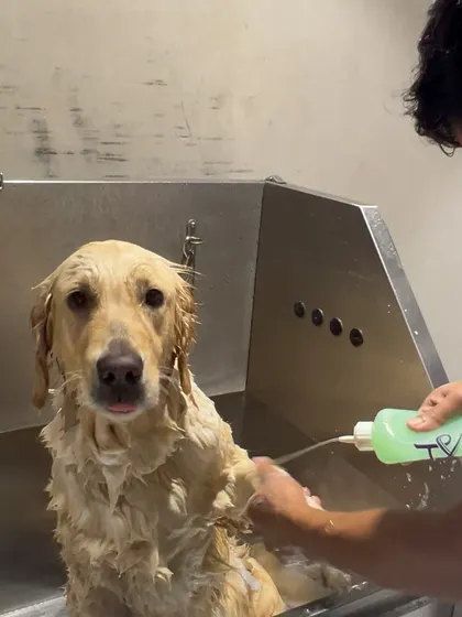 Applying shampoo during a bath. I make sure to lather up every part of the coat for a deep and thorough clean.