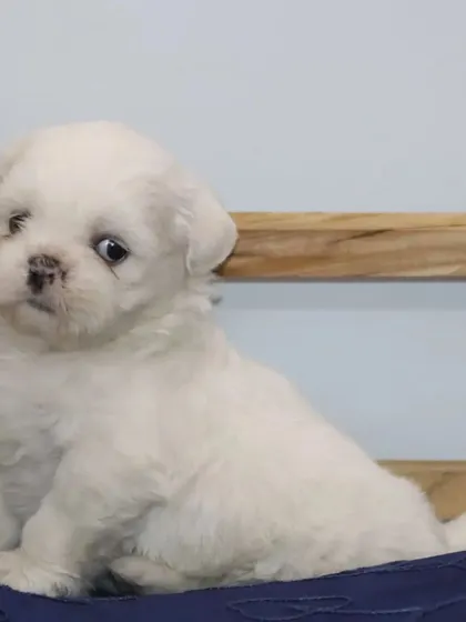 A beautiful profile of a pure white Shih Tzu puppy, showing its compact size and fluffy coat. These puppies receive the best care from day one.