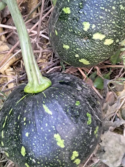 Two pumpkins growing side-by-side. I can advise on how many fruits to leave on a single vine for the best results.