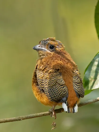A juvenile Malabar Trogon, its plumage showing a mix of adult and juvenile feathers.