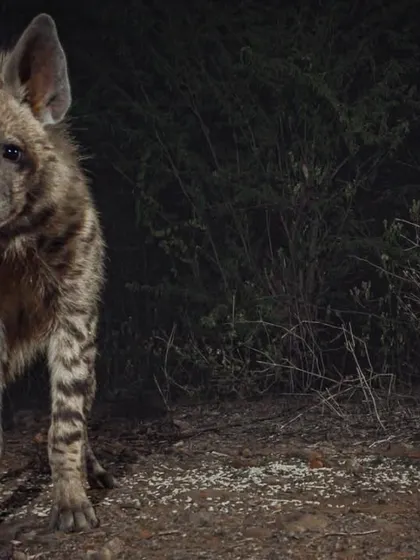 A curious young striped hyena, one of the city's most misunderstood nocturnal residents, photographed during a night exploration. Our camera trap setups allow for intimate, respectful encounters like this.