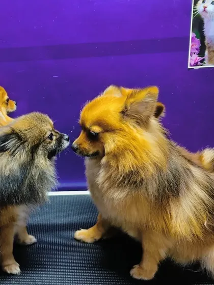 A nose-to-nose greeting between two of our Pomeranian clients.