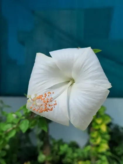 A white hibiscus flower just beginning to unfurl.