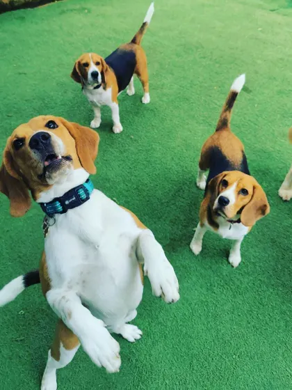 This excited Beagle is jumping for joy! We see so much happiness and energy from our daycare dogs every single day.