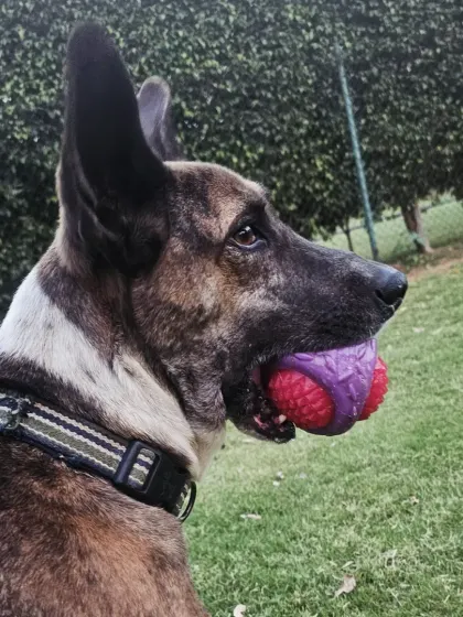 A close-up of Jumper with his favorite ball. Play is a serious business, and we provide plenty of durable toys for mental and physical stimulation.