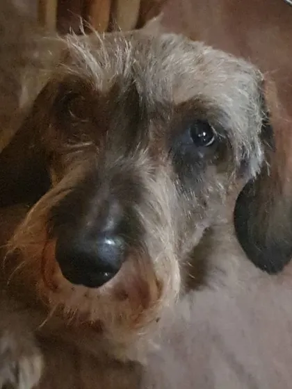 A close-up of this sweet senior Dachshund. Their comfort and peace are my priority.