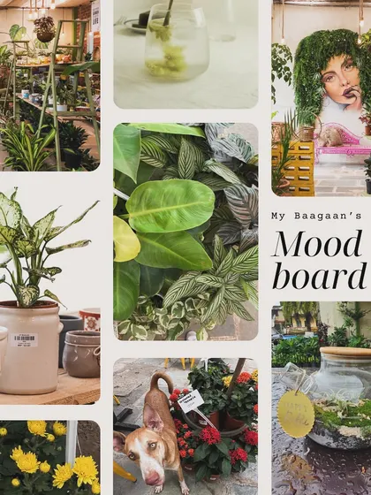 Our mood board, featuring all the things we love: lush plants, refreshing drinks, beautiful decor, and of course, our adorable dog mascot enjoying the sun.