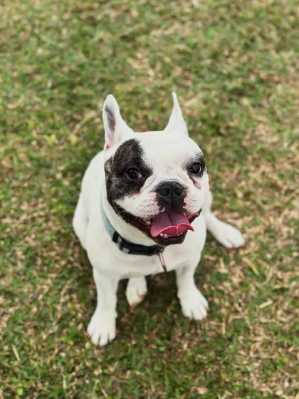 The bright, happy face of a well-cared-for boarding pup. We provide daily updates so you can see smiles like this.