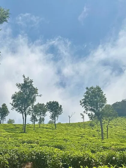 A duplicate of the previous image, showing the beautiful tea gardens of Ooty.