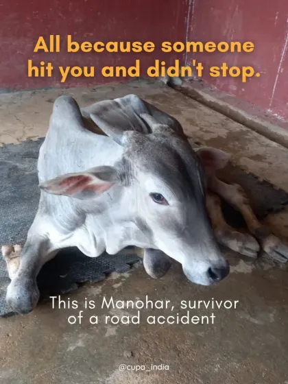 This is Manohar, a young calf who survived a hit-and-run. He was left with a severe leg injury. I help citizens file complaints in such cases to track down reckless drivers.