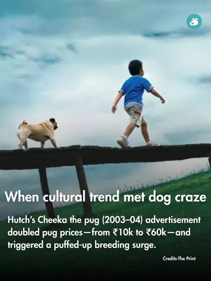 In India, the Hutch "Cheeka the pug" ad campaign caused pug prices to skyrocket, triggering a massive, often unethical, breeding surge.