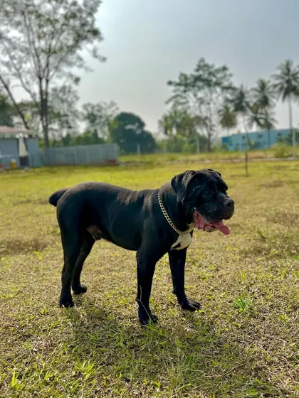 This powerful Cane Corso stands proudly in our field, a stunning example of the diverse breeds that visit us.