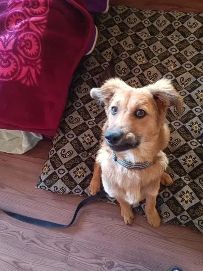 This is Yuki, a 7-month-old Himalayan Sheepdog, who came all the way from Himachal. He's learning the skills needed to be a calm and well-adjusted city dog.