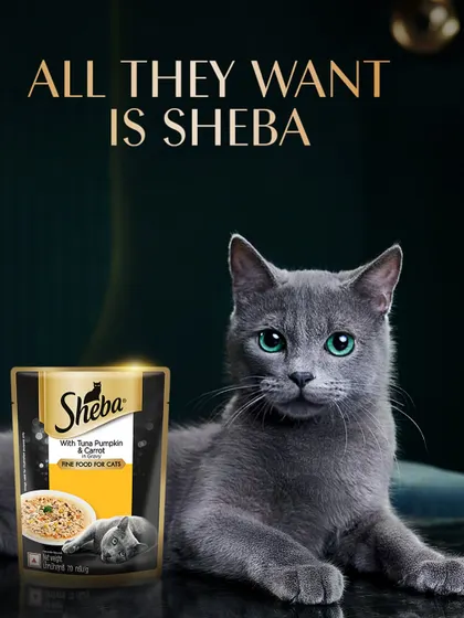 A product-focused shot for Sheba, where the cat's direct gaze and the beautifully lit product create a compelling call to action.