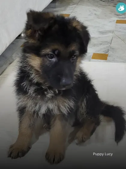 Another adorable puppy picture from our community. This is Lucy when she was just a little fluffball.