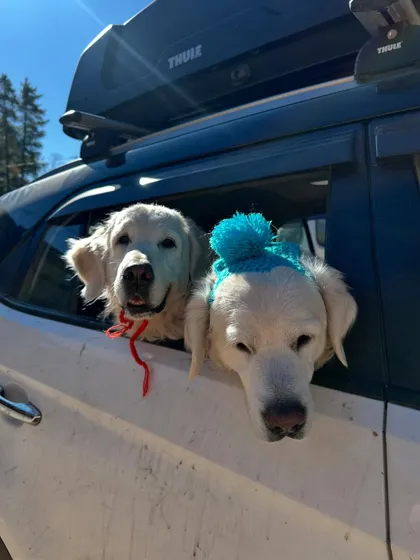 Enjoying the crisp mountain air from the car window. Proper car conditioning ensures dogs are relaxed and happy passengers on long drives through varied terrains.