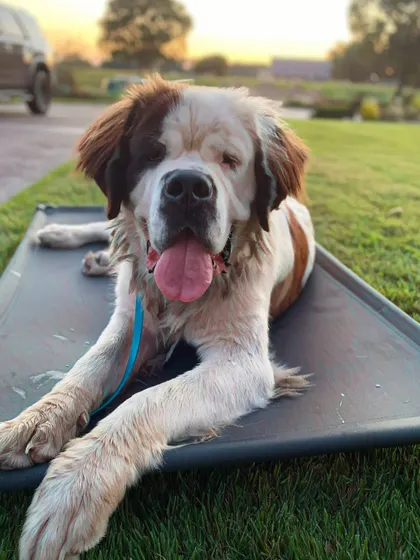 This is Burt, a St. Bernard, living the good life on his 'place' cot. Whether it's a puppy or an adult, we can teach any dog to be a calm and happy companion.