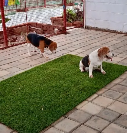 The Beagle pack exploring their surroundings. Even during quiet time, there are always new smells and sights to keep our guests engaged.