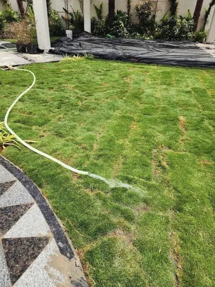 The first watering of a newly laid turf lawn is crucial. We ensure the entire area is saturated to promote quick rooting and a healthy, seamless green carpet.