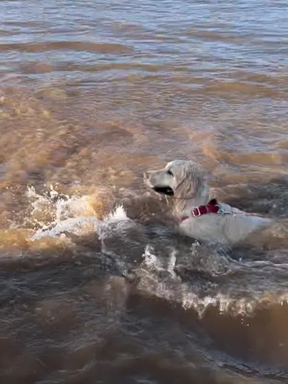 A happy, muddy dog is the sign of a great day. These pictures were taken during an advanced scent detection course, where water play was a well-deserved reward.