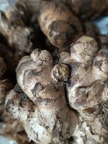 A detailed look at the fresh ginger I provide. It's a fundamental aromatic for almost every Northeast Indian dish.
