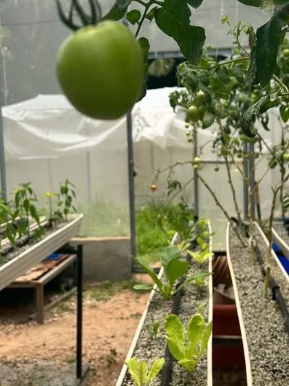 A view inside one of our pods, showing young lettuce and tomato plants thriving in their hydroponic channels. This clean, organized system is how we guarantee pesticide-free produce.