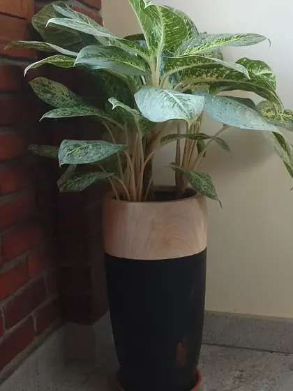 This Aglaonema in a black and wood planter is a great example of how to add greenery to a corner. The plant's variegated leaves stand out beautifully against the simple, modern pot.