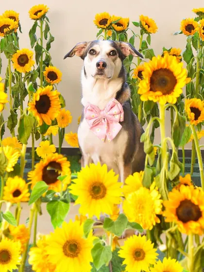 This majestic indie dog looks so elegant and poised in my sunflower garden set. The vibrant yellow flowers provide a beautiful contrast, making for a truly memorable portrait.