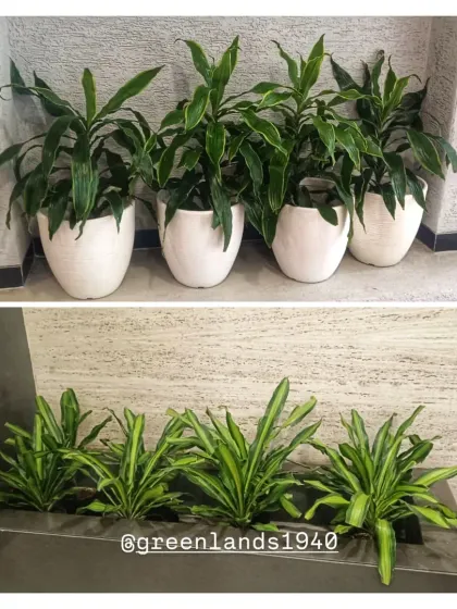 We use a variety of planters to suit the design of a space. Here, we've used individual white pots for a clean look and a single large trough planter for a more consolidated, linear green element.