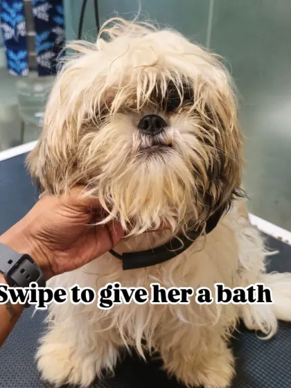 Laila the Shih Tzu before her bath. The first step to a great groom is always a thorough wash.
