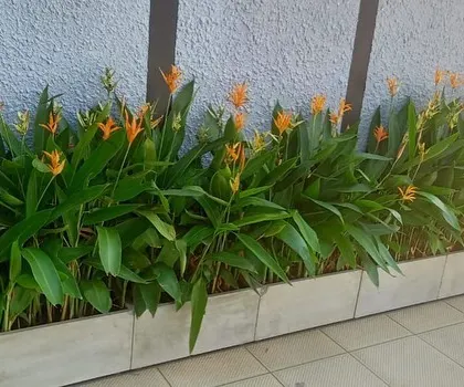 A row of Heliconia plants with their distinctive orange flowers, used as a border in a commercial space.