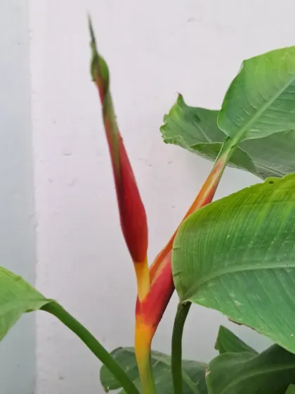 A Bird of Paradise flower bud just starting to open. It's exciting to watch these unique flowers develop.