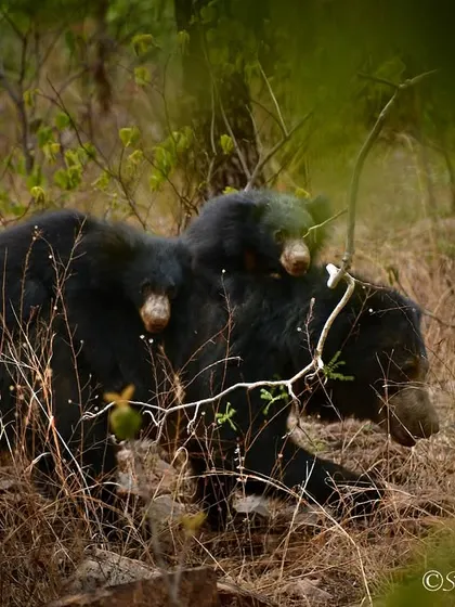 A mother Sloth Bear carrying her cubs on her back in Tadoba. These animals are classified as Vulnerable, making sightings like this incredibly special and important to protect.