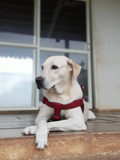 The graceful Laila, posing with her paws crossed. She is a calm and gentle soul who enjoys watching the action from a comfortable porch spot.