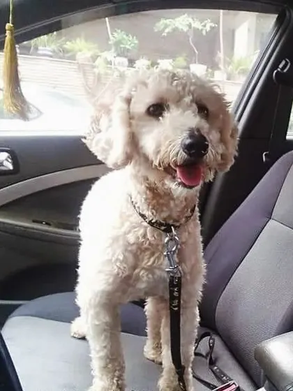 Travel with me, with pride. This poodle knows he's the king of the road in my taxi.