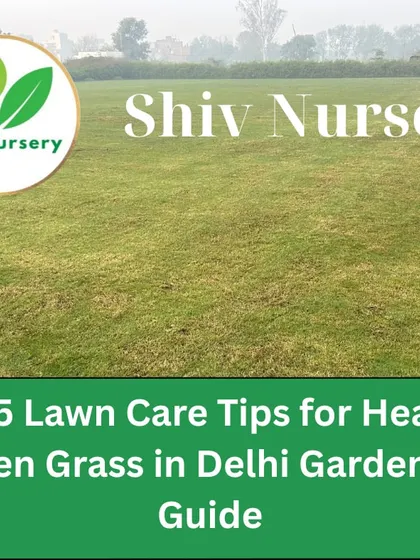 A guide to lawn care in Delhi. I offer services and advice to keep your garden grass green and healthy through all seasons.