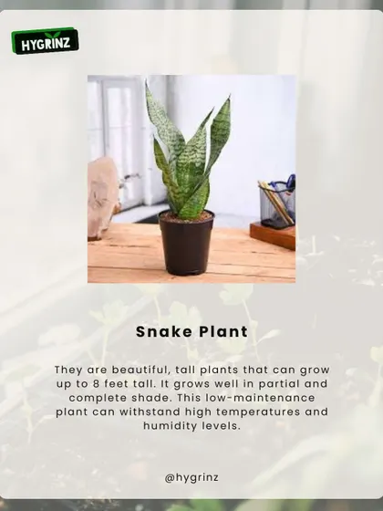 The Snake Plant is a popular succulent that is perfect for growing in the summer. It's a low-maintenance plant that can withstand high temperatures.