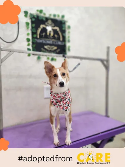 From the streets to the salon. Here is the lovely Foxie, looking dapper in a bandana after a grooming session. We love seeing our adopted Indies getting pampered and treated like the royalty they are.