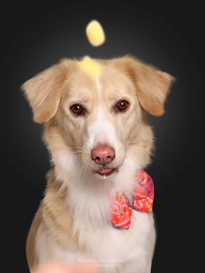 Photoshoot time is always treat time! This handsome indie mix is focused on the prize, with the cutest little drop of drool. These are the details I love to capture.
