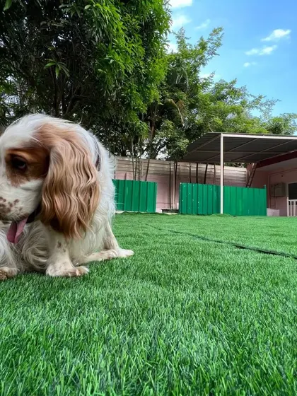 A thoughtful moment for this cocker spaniel, sitting peacefully on the grass. My space is designed to be both stimulating and serene.
