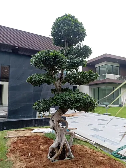 A magnificent Ficus bonsai tree being planted at a farmhouse project. A statement piece like this adds instant elegance and a sense of timelessness to the landscape.