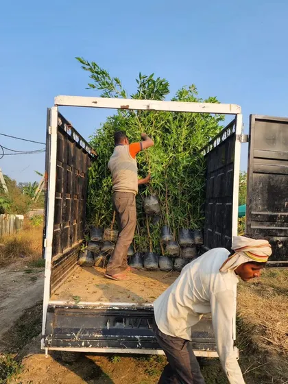Our team carefully arranges Conocarpus plants in a truck for delivery. These are ideal for creating fast-growing privacy screens.