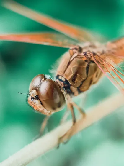 A macro shot capturing the warm, orange tones of a dragonfly against a cool green background. The level of detail in its wings and body is exceptional.